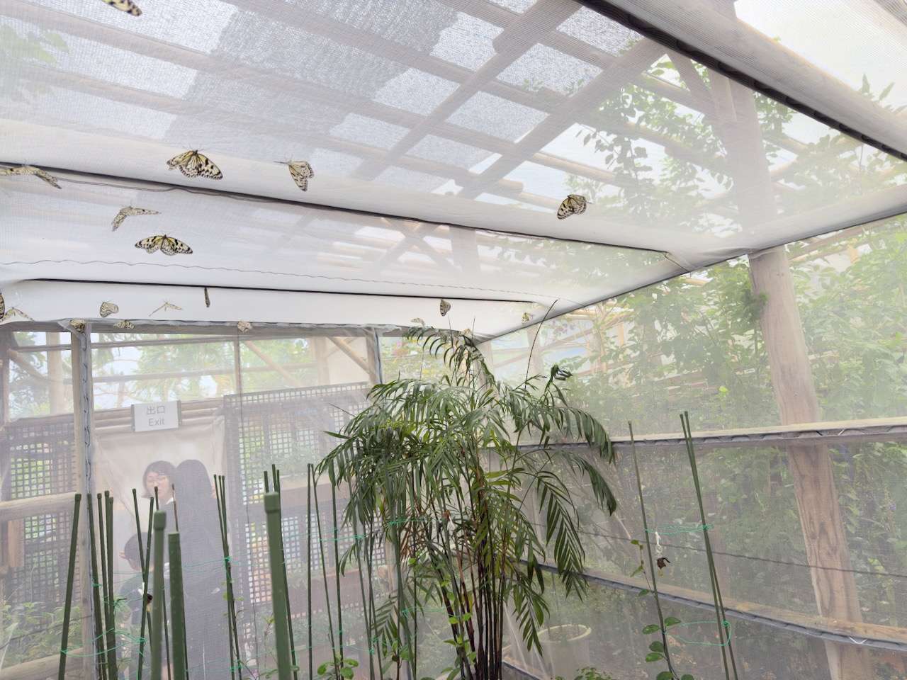 オオゴマダラ展示エリア