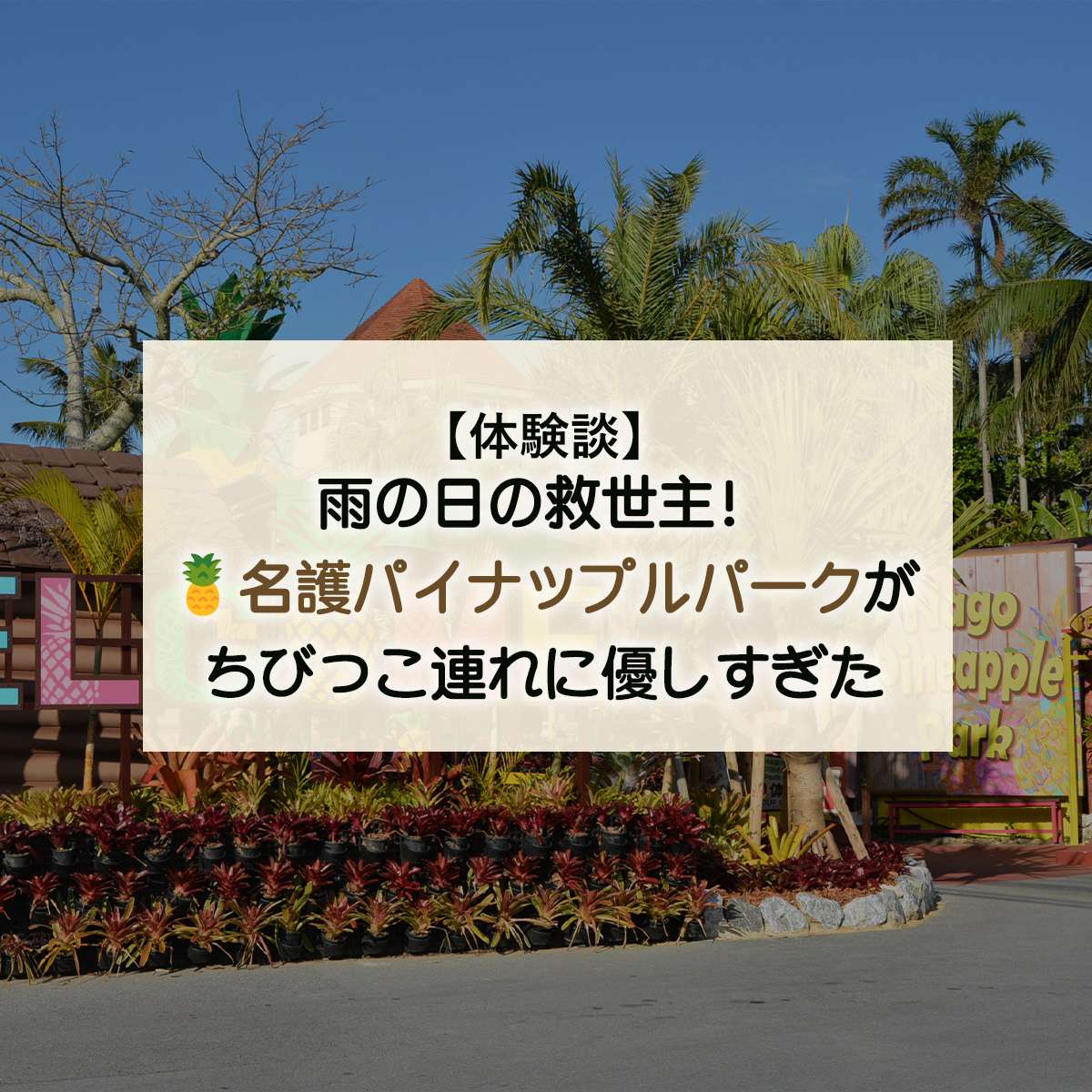 【体験談】雨の日の救世主！名護パイナップルパークが親子に優しすぎた